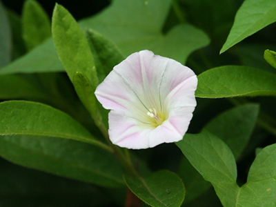 学内の花と色んな果実など