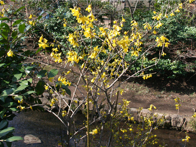学内の花と初春の営み