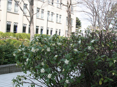 学内の花と初春の営み 
