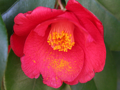 学内の花と初春の営み