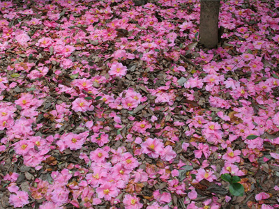 学内の花と初春の営み 
