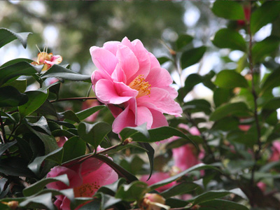 学内の花と初春の営み 