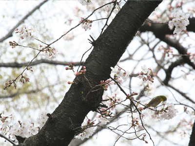 学内でみかけた鳥