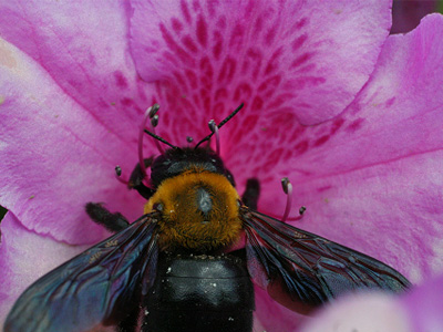 花を訪れる虫 