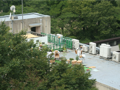夏本番の内検作業 01