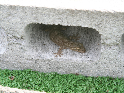 夏本番の内検作業