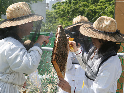 ミツバチ活動2013-05-1203