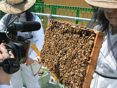 ミツバチ活動2013-05-1204