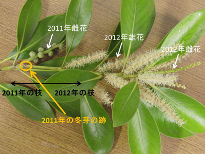 マテバシイの花