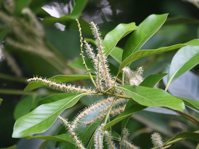 ブナ科植物