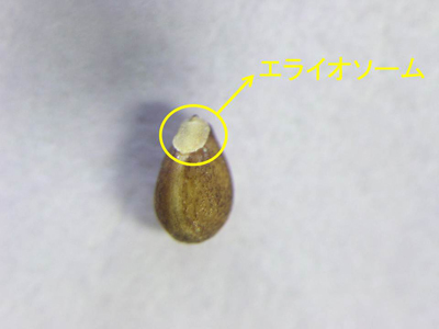 スミレの種はアリ散布