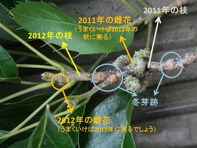 クヌギのドングリの実り方 