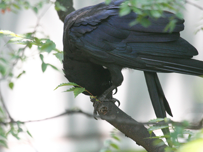カラスの巣立ち  