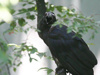 カラスの巣立ち  