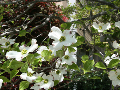 Cornus属のヤマボウシとハナミズキ  