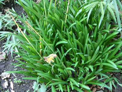 曼珠沙華の葉