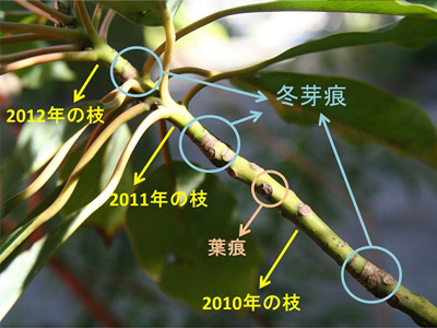 冬芽の話 
