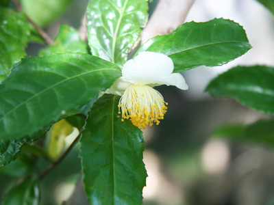 咲き始めました茶の花
