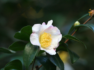 学内の冬に咲く花 