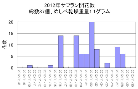 サフラン満開