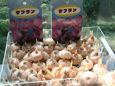サフラン開花日記、11月10日初めて開花 