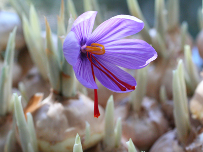 サフラン開花日記、11月10日初めて開花 