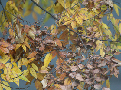 ケヤキの紅葉と結実  