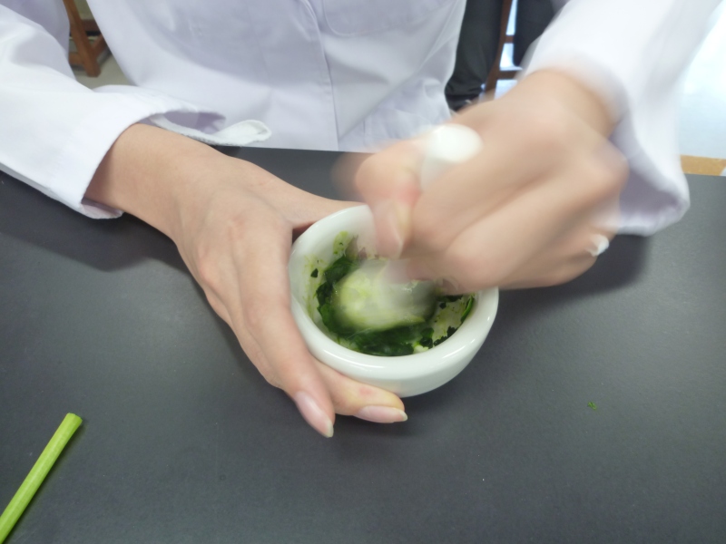 ほうれん草からの抽出